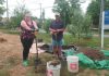 Peterborough community orchard stewards Lynn Jondreville and Ray Jordan plant a pear tree at the Dominion Park orchard. New trees planted in local orchards in the spring, including plum, cherry and pear, replaced some damaged by rabbits and also expanded on the existing apple varieties. (Photo: Laura Keresztesi / GreenUP)