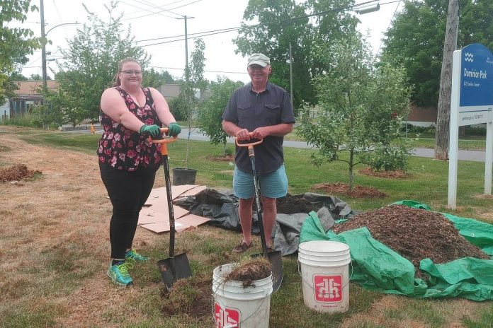 Peterborough community orchard stewards Lynn Jondreville and Ray Jordan plant a pear tree at the Dominion Park orchard. New trees planted in local orchards in the spring, including plum, cherry and pear, replaced some damaged by rabbits and also expanded on the existing apple varieties. (Photo: Laura Keresztesi / GreenUP)