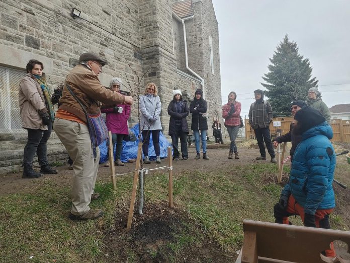 Tom Calwell, a lead volunteer with the GreenUP Peterborough Community Orchard Stewards, shares his pruning skills at a local orchard during a spring stewardship day. Stewardship days are a great way for people to help out with the orchards and enhance their skills seasonally if they are unable to commit to volunteering weekly. (Photo: Laura Keresztesi / GreenUP)