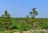 A view from a lookout on the 435-acre property north of Buckhorn that Kawartha Land Trust is fundraising to purchase and protect in perpetuity and also create public access community footpaths. (Photo: Thom Unrau / Kawartha Land Trust)
