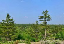 A view from a lookout on the 435-acre property north of Buckhorn that Kawartha Land Trust is fundraising to purchase and protect in perpetuity and also create public access community footpaths. (Photo: Thom Unrau / Kawartha Land Trust)