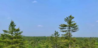 A view from a lookout on the 435-acre property north of Buckhorn that Kawartha Land Trust is fundraising to purchase and protect in perpetuity and also create public access community footpaths. (Photo: Thom Unrau / Kawartha Land Trust)