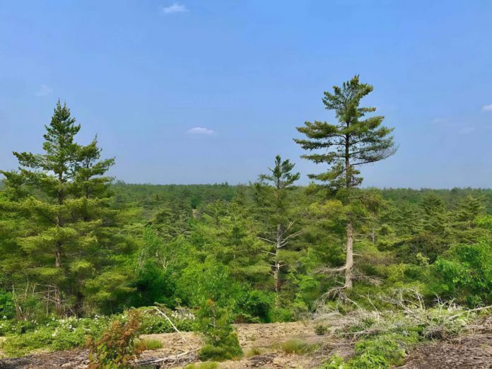 A view from a lookout on the 435-acre property north of Buckhorn that Kawartha Land Trust is fundraising to purchase and protect in perpetuity and also create public access community footpaths. (Photo: Thom Unrau / Kawartha Land Trust)