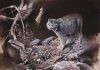 "After the Storm", an oil painting by Buckhorn artist Michael Dumas that depicts a Canadian Lynx in an environment affected by climate change, won the Artists for Conservation Seerey-Lester Award of Excellence in 2024. "Of Light and Life" is a retrospective exhibition of five decades of Dumas' work at the Minden Hills Cultural Centre's Agnes Jamieson Gallery from July 17 to September 13, 2025, with an opening reception featuring the artist on Saturday, July 19. (Photo courtesy of Michael Dumas)