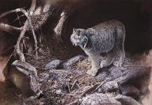 "After the Storm", an oil painting by Buckhorn artist Michael Dumas that depicts a Canadian Lynx in an environment affected by climate change, won the Artists for Conservation Seerey-Lester Award of Excellence in 2024. "Of Light and Life" is a retrospective exhibition of five decades of Dumas' work at the Minden Hills Cultural Centre's Agnes Jamieson Gallery from July 17 to September 13, 2025, with an opening reception featuring the artist on Saturday, July 19. (Photo courtesy of Michael Dumas)