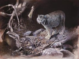 "After the Storm", an oil painting by Buckhorn artist Michael Dumas that depicts a Canadian Lynx in an environment affected by climate change, won the Artists for Conservation Seerey-Lester Award of Excellence in 2024. "Of Light and Life" is a retrospective exhibition of five decades of Dumas' work at the Minden Hills Cultural Centre's Agnes Jamieson Gallery from July 17 to September 13, 2025, with an opening reception featuring the artist on Saturday, July 19. (Photo courtesy of Michael Dumas)