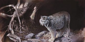 "After the Storm", an oil painting by Buckhorn artist Michael Dumas that depicts a Canadian Lynx in an environment affected by climate change, won the Artists for Conservation Seerey-Lester Award of Excellence in 2024. "Of Light and Life" is a retrospective exhibition of five decades of Dumas' work at the Minden Hills Cultural Centre's Agnes Jamieson Gallery from July 17 to September 13, 2025, with an opening reception featuring the artist on Saturday, July 19. (Photo courtesy of Michael Dumas)