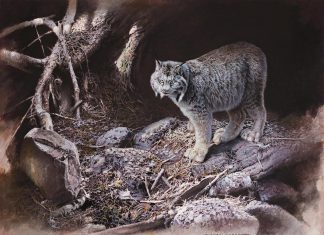 "After the Storm", an oil painting by Buckhorn artist Michael Dumas that depicts a Canadian Lynx in an environment affected by climate change, won the Artists for Conservation Seerey-Lester Award of Excellence in 2024. "Of Light and Life" is a retrospective exhibition of five decades of Dumas' work at the Minden Hills Cultural Centre's Agnes Jamieson Gallery from July 17 to September 13, 2025, with an opening reception featuring the artist on Saturday, July 19. (Photo courtesy of Michael Dumas)