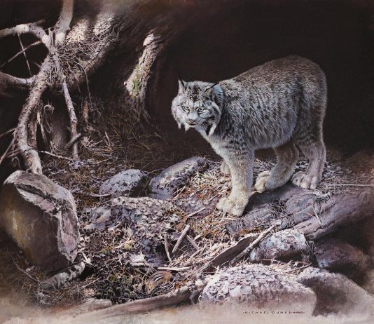"After the Storm", an oil painting by Buckhorn artist Michael Dumas that depicts a Canadian Lynx in an environment affected by climate change, won the Artists for Conservation Seerey-Lester Award of Excellence in 2024. "Of Light and Life" is a retrospective exhibition of five decades of Dumas' work at the Minden Hills Cultural Centre's Agnes Jamieson Gallery from July 17 to September 13, 2025, with an opening reception featuring the artist on Saturday, July 19. (Photo courtesy of Michael Dumas)