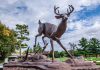 A statue of a buck (male deer) welcomes visitors to Buckhorn, the heart of The Kawarthas, located in the southwest corner of the Municipality of Trent Lakes along Trent-Severn Waterway. The buck statue is located in the parking lot leading to Lock 31, one of the busiest locks on the waterway and a must-see attraction for the entire family when taking a road trip through Trent Lakes. (Photo: The Kawarthas Tourism)