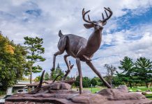 A statue of a buck (male deer) welcomes visitors to Buckhorn, the heart of The Kawarthas, located in the southwest corner of the Municipality of Trent Lakes along Trent-Severn Waterway. The buck statue is located in the parking lot leading to Lock 31, one of the busiest locks on the waterway and a must-see attraction for the entire family when taking a road trip through Trent Lakes. (Photo: The Kawarthas Tourism)