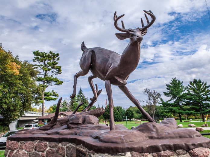A statue of a buck (male deer) welcomes visitors to Buckhorn, the heart of The Kawarthas, located in the southwest corner of the Municipality of Trent Lakes along Trent-Severn Waterway. The buck statue is located in the parking lot leading to Lock 31, one of the busiest locks on the waterway and a must-see attraction for the entire family when taking a road trip through Trent Lakes. (Photo: The Kawarthas Tourism) A statue of a buck (male deer) welcomes visitors to Buckhorn, the heart of The Kawarthas, located in the southwest corner of the Municipality of Trent Lakes along Trent-Severn Waterway. The buck statue is located in the parking lot leading to Lock 31, one of the busiest locks on the waterway and a must-see attraction for the entire family when taking a road trip through Trent Lakes. (Photo: The Kawarthas Tourism)