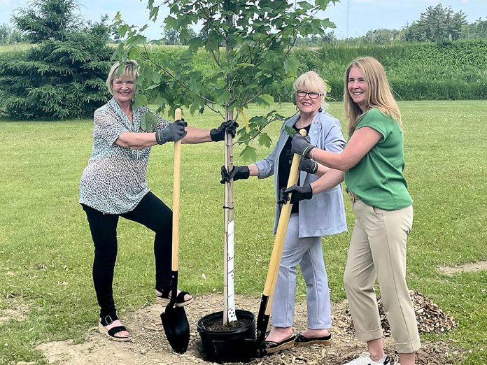 Selwyn Township mayor Sherry Senis, Peterborough County warden Bonnie Clark, and Hydro One communications and marketing vice president and Bronwen Evans planting a tree at Paul J. English Chemung Lions Park in Bridgenorth on June 16, 2025 when Hydro One announced that Selwyn Township is one of 50 municipalities and Indigenous communities in Ontario that would receive up to $10,000 to assist in recovery efforts from March's devastating ice storm. (Photo: Hydro One)
