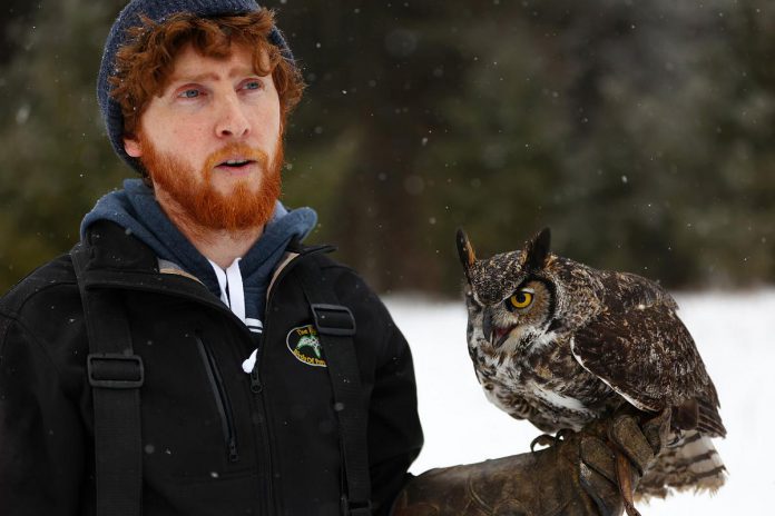Just days after losing a building due to heavy snowfall this past winter, The Eyrie in North Kawartha suffered a break-in in which unknown persons poisoned several of their raptors. While they were successful in nursing most of the birds back to health, The Eyrie was unable to save the live of their Eurasian eagle-owl named Echo. (Photo courtesy of The Eyrie)