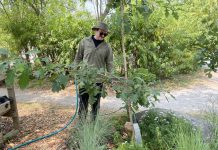Jonathon Armstrong, GreenUP native plant nursery assistant, waters a young tree at Ecology Park. There are many tips for proper tree-watering during hot, dry weather, such as watering at the drip line at least two to three times a week. (Photo: Hayley Goodchild / GreenUP)
