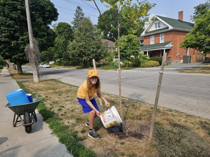 Linden Crane pitches in by watering a vulnerable specimen on a local boulevard. Community members can help young trees survive by adopting one to help water. (Photo: Susan Sauvé / GreenUP)
