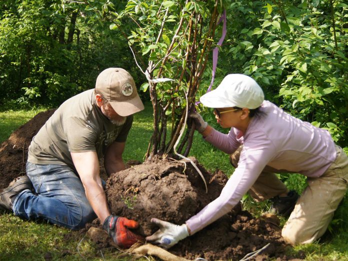 Volunteers plant a tree along the Trans Canada Trail in GreenUP Ecology Park in June. On both public and private properties, tree planting has been taking place in an effort to restore heavily damaged local canopies. The hot, dry weather has put these young trees at risk. Caring for and watering them properly is key to their survival. (Photo: Yvonne Hollandy / GreenUP)