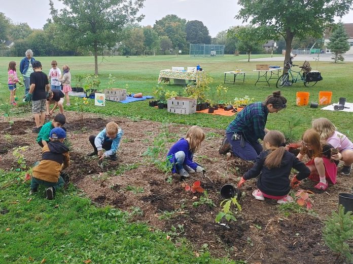 Students at Keith Wightman Public School worked with GreenUP last fall to rewild parts of the schoolyard to help provide shade, play areas, and learning opportunities. GreenUP is inviting community volunteers to help care for these vulnerable young plants and trees while students are away for the summer. (Photo: Laura Keresztesi / GreenUP)