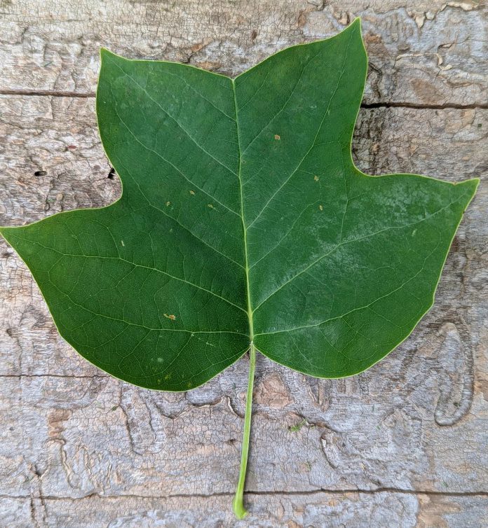 A tulip tree (Liriodendron tulipifera) leaf. The tulip tree is one of the largest in the forest in its southern range. (Photo: GreenUP)