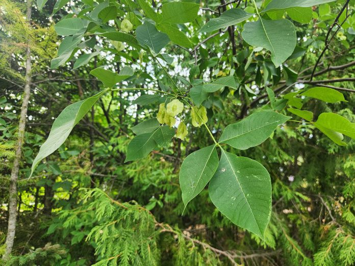 Vern Bastable finds it amusing when squirrels stuff common hop (Ptelea trifoliata) tree seeds, pictured here, in their mouths. (Photo: Haley Goodchild / GreenUP)