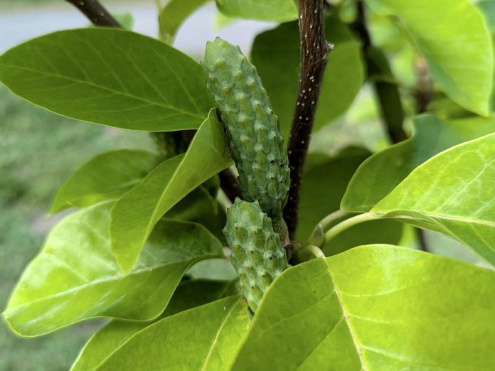 When pollinated, the fruit of a cucumber magnolia (Magnolia acuminata) resemble cucumbers, hence the name. (Photo: GreenUP)