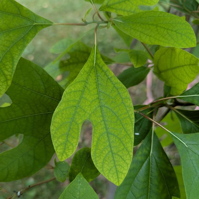 The leaves of a sassafras (Sassafras albidium) take many forms, such as the "Smitten" shape seen here. (Photo: GreenUP)