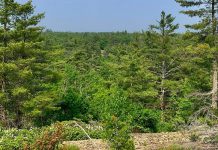 After a months-long campaign, Kawartha Land Trust (KLT) has reached its fundraising goal and is moving forward to purchase a 435-acre ecologically significant private property which is bordered on three sides by Kawartha Highlands Signature Site, a popular destination for locals and visitors to the region. Over 450 people have donated to protect what KLT is calling the Kawartha Highlands South property. (Photo: Thom Unrau / KLT)