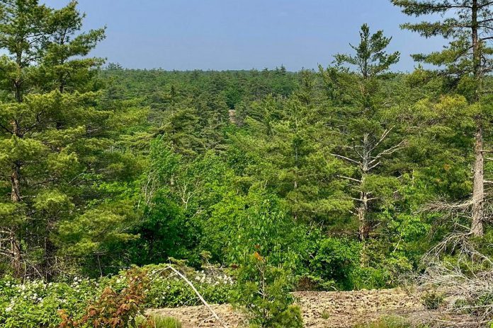 After a months-long campaign, Kawartha Land Trust (KLT) has reached its fundraising goal and is moving forward to purchase a 435-acre ecologically significant private property which is bordered on three sides by Kawartha Highlands Signature Site, a popular destination for locals and visitors to the region. Over 450 people have donated to protect what KLT is calling the Kawartha Highlands South property. (Photo: Thom Unrau / KLT)