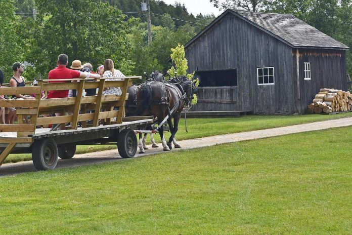 Tour Lang Pioneer Village Museum in Keene in a horse-drawn wagon and watch harvest-related demonstrations including threshing, bagging, fanning mill, corn husk braiding, and corn shelling during the annual Corn Roast event at Lang Pioneer Village Museum in Keene on August 17, 2025. (Photo courtesy of Lang Pioneer Village Museum)