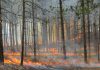 In a region classified as experiencing high to extreme fire risk, Northumberland County is reminding all who frequent the Northumberland County Forest to take every precaution necessary to prevent sparks that might ignite a fire, including from cigarette butts and engines. Pictured is a prescribed burn in April 2015 in the red pine plantation south of the Beagle Club Road parking lot to reduce fuel (pine needles) and prepare the site for ongoing restoration and conversion from a red pine plantation to oak forest. (Photo: Northumberland County Forest / Facebook)