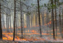 In a region classified as experiencing high to extreme fire risk, Northumberland County is reminding all who frequent the Northumberland County Forest to take every precaution necessary to prevent sparks that might ignite a fire, including from cigarette butts and engines. Pictured is a prescribed burn in April 2015 in the red pine plantation south of the Beagle Club Road parking lot to reduce fuel (pine needles) and prepare the site for ongoing restoration and conversion from a red pine plantation to oak forest. (Photo: Northumberland County Forest / Facebook)