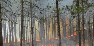 In a region classified as experiencing high to extreme fire risk, Northumberland County is reminding all who frequent the Northumberland County Forest to take every precaution necessary to prevent sparks that might ignite a fire, including from cigarette butts and engines. Pictured is a prescribed burn in April 2015 in the red pine plantation south of the Beagle Club Road parking lot to reduce fuel (pine needles) and prepare the site for ongoing restoration and conversion from a red pine plantation to oak forest. (Photo: Northumberland County Forest / Facebook)