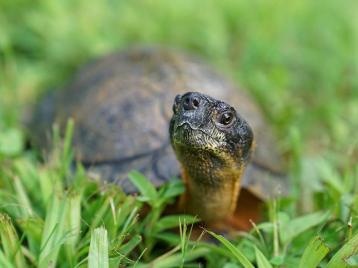Learn about at-risk turtle species and what you can do to help them at the Ontario Turtle Conservation Centre in Douro-Dummer. You can also shop for a variety of turtle-related merchandise as a souvenir of your road trip through Douro-Dummer while helping to support the registered charity committed to protecting and conserving Ontario's native turtle populations and their habitats. (Photo: The Kawarthas Tourism)