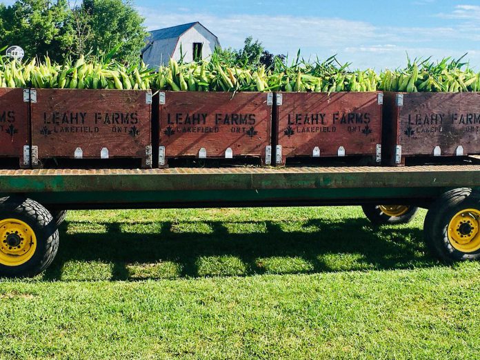 Leahy's Farm & Market just off Highway 28 in Douro-Dummer is renowned for its freshly harvested local corn and also offers other locally grown vegetables and fruits, cut flowers, beef, and freshly baked goods on a vast property with stunning views. (Photo: The Kawarthas Tourism)