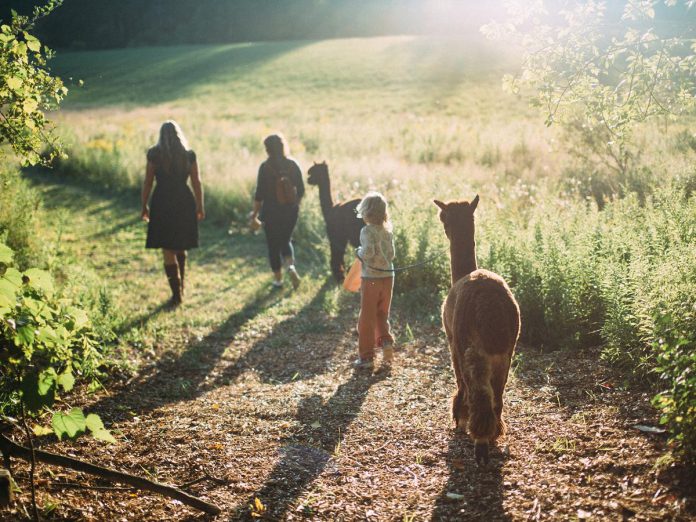 At Wanderlight Alpaca Experience in Douro-Dummer, guests can book a private walking tour with the intelligent, gentle creatures all year round. The agritourism destination also offers stargazing events and an outdoor escape maze. (Photo: The Kawarthas Tourism)