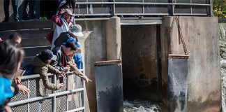 People watch migrating salmon at the fish ladder at Corbett's Dam in Port Hope, part of a fish sanctuary where fishing is prohibited at all times to protect salmon and wild trout populations. (Photo: Municipality of Port Hope)