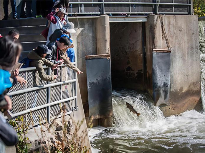 People watch migrating salmon at the fish ladder at Corbett's Dam in Port Hope, part of a fish sanctuary where fishing is prohibited at all times to protect salmon and wild trout populations. (Photo: Municipality of Port Hope) People watch migrating salmon at the fish ladder at Corbett's Dam in Port Hope, part of a fish sanctuary where fishing is prohibited at all times to protect salmon and wild trout populations. (Photo: Municipality of Port Hope)
