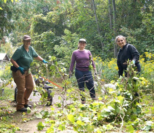 Restoration Wednesday volunteers Stephanie Larstone (left) and Sophia Ibrahim (right) remove invasive common buckthorn and other undesirable plants with GreenUP landscape steward Andréanna Sullivan at Ecology Park. The crew cleared the area ahead of a restoration planting. (Photo: Yvonne Hollandy / GreenUP)