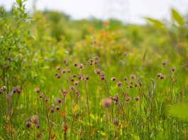The late James Massie has gifted 61 hectares of ecologically significant land to the Nature Conservancy of Canada (NCC), which will allow Canada's leading national land conservation organization to expand the Hazel Bird Nature Reserve, named after the late environmentalist Hazel Bird, to 215 hectares. (Photo: Chelsea Marcantonio)