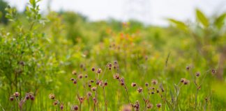 The late James Massie has gifted 61 hectares of ecologically significant land to the Nature Conservancy of Canada (NCC), which will allow Canada's leading national land conservation organization to expand the Hazel Bird Nature Reserve, named after the late environmentalist Hazel Bird, to 215 hectares. (Photo: Chelsea Marcantonio)