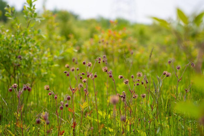 The late James Massie has gifted 61 hectares of ecologically significant land to the Nature Conservancy of Canada (NCC), which will allow Canada's leading national land conservation organization to expand the Hazel Bird Nature Reserve, named after the late environmentalist Hazel Bird, to 215 hectares. (Photo: Chelsea Marcantonio)