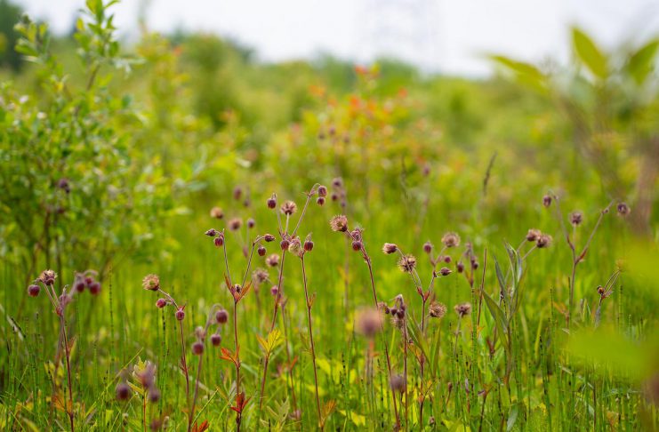 The late James Massie has gifted 61 hectares of ecologically significant land to the Nature Conservancy of Canada (NCC), which will allow Canada's leading national land conservation organization to expand the Hazel Bird Nature Reserve, named after the late environmentalist Hazel Bird, to 215 hectares. (Photo: Chelsea Marcantonio)