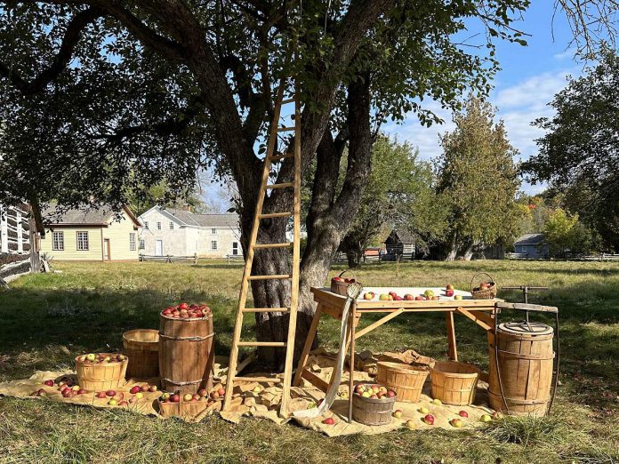 Learn how 19th-century settlers preserved the fall harvest and prepared for the winter during Applefest at Lang Pioneer Village Museum in Keene on October 5, 2025. (Photo: Hailey Doughty)