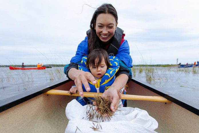 Sarain Fox and her daughter Maamaatesiinh planting Mnoomin (wild rice) during the 2022 Mnoominkewin Gathering. (Photo: Nadya Kwandibens of Red Works Photography)