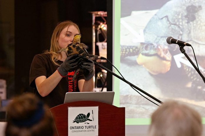 Ontario Turtle Conservation Centre (OTCC) education coordinator Lisa Browning introduces OTTC's "education ambassador," Andrea the Blanding's turtle, during "Raise a Little Shell" at the Ontario Turtle Conservation Centre (OTCC) on September 4, 2025. Andrea has been at the OTTC since 2005 after she was hit by car and her shell was damaged. Although her shell has healed, Andrea was blinded after being hit by the car and cannot be released back into the wild. (Photo: Jordan Lyall Photography for kawarthaNOW)