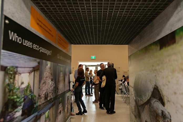 A replica of an eco-passage, designed to allow turtles and other wildlife to pass safely under roads, was set up during "Raise a Little Shell," a conservation awareness event held on September 4, 2025 in the education centre of the Ontario Turtle Conservation Centre's new facility on Television Road in Peterborough. (Photo: Jordan Lyall Photography for kawarthaNOW)