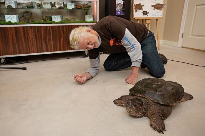 Blue Rodeo's Greg Keelor checks out Paddy the snapping turtle after autographing his shell at "Raise a Little Shell" at the Ontario Turtle Conservation Centre (OTCC) on September 4, 2025. Now 42 years old, Paddy was admitted to the OTCC in 2012 when a family who had purchased him as a hatchling at a pet store surrendered him to the OTCC after they discovered it is illegal to keep a native Ontario turtle as a pet. Paddy cannot be returned to the wild because his point of origin is unknown and he is completely habituated to humans. (Photo: Jordan Lyall Photography for kawarthaNOW)