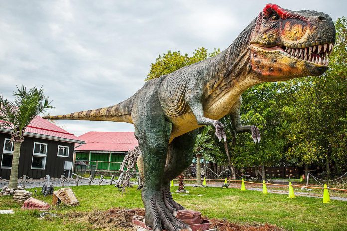 A must-see stop in the Township of Asphodel-Norwood is Canada's Dinosaur Park, which is home to more than a hundred life-sized replica dinosaurs that roar and move. The park is also home to Canada's largest not-for-profit reptile sanctuary with hundreds of reptiles including crocodiles, alligators, and turtles. The park also boasts a dinosaur museum, croc walk, a boneyard to dig up fossils, and an 18-hole mini golf course. (Photo: Canada's Dinosaur Park)
