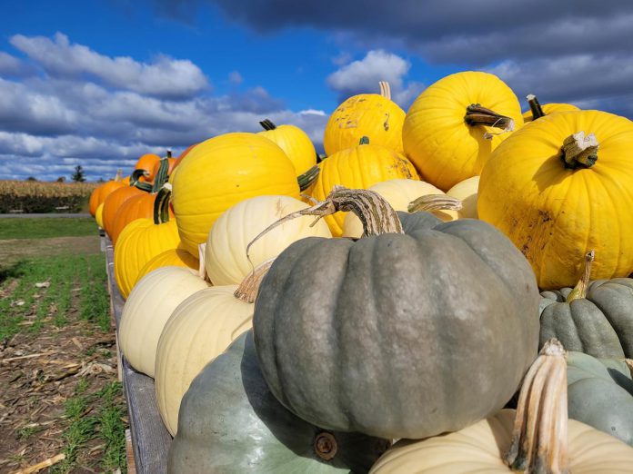 Vanderview Farms in the Township of Asphodel-Norwood offers farm-fresh vegetables, eggs, and sunflowers. In the fall, celebrate the harvest season by wandering through the 11-acre themed corn maze, picking your own pumpkins, touring elaborate haybale displays, and more. (Photo: The Kawarthas Tourism)