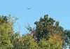 An OPP helicopter joined a large-scale Peterborough police search that began September 15, 2025 for a 34-year-old man wanted in connection with non-violent crimes. (Photo: Peterborough Police Service)